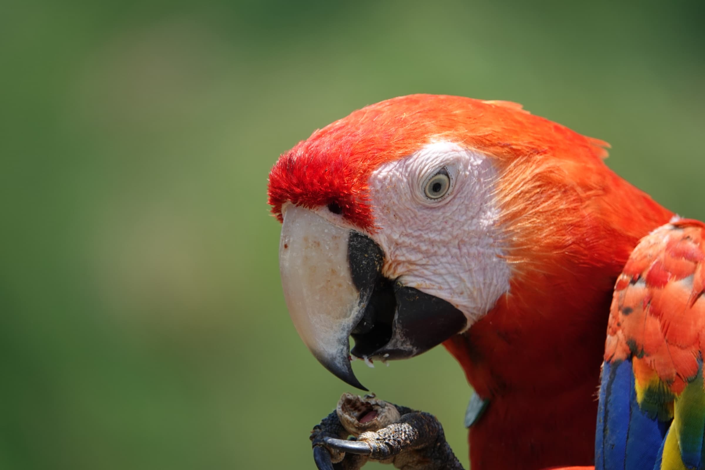Retrato cercano de un guacamayo rojo (Ara macao) — la especie emblemática de Los Loros