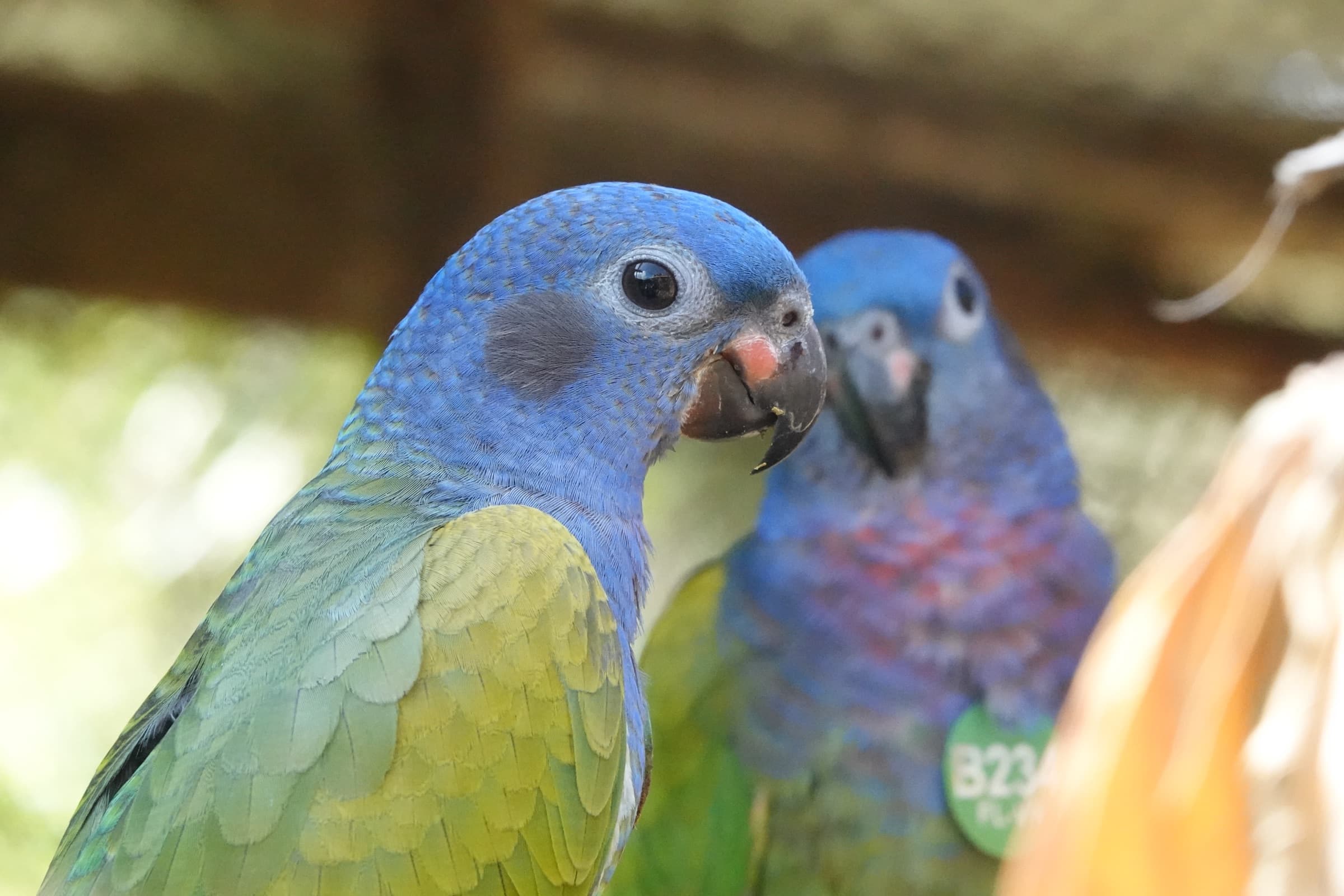 Cotorra cabeciazul (Pionus menstruus) con etiqueta B234 — individuo rehabilitado en proceso de liberación