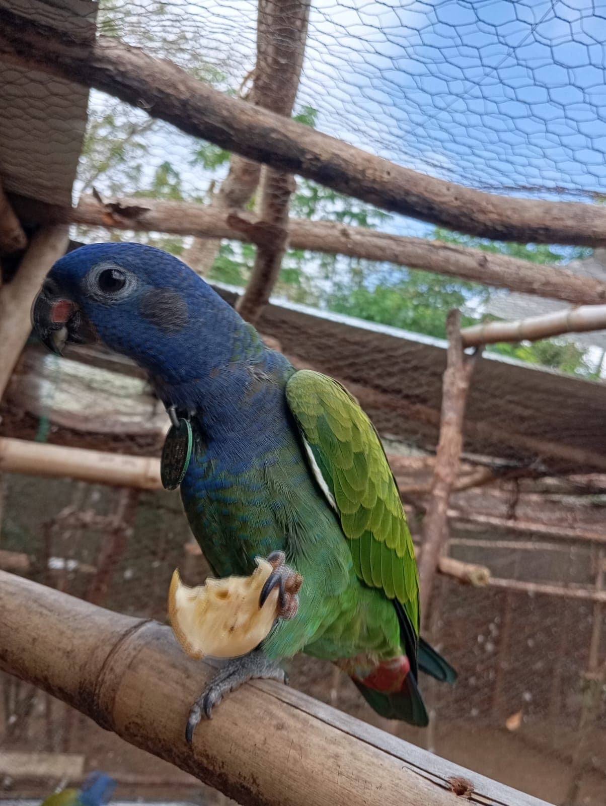 El banano y el secreto adentro del mango · 4