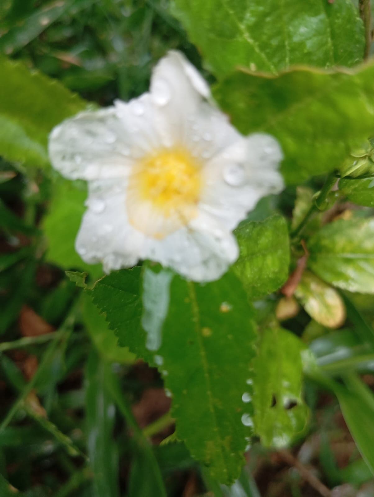 El orejero que florecía bajo la lluvia