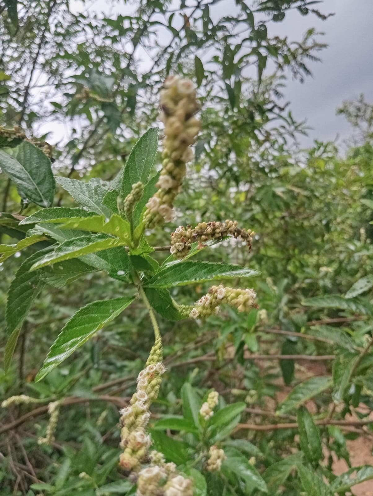 The Orejero That Bloomed in the Rain · 2