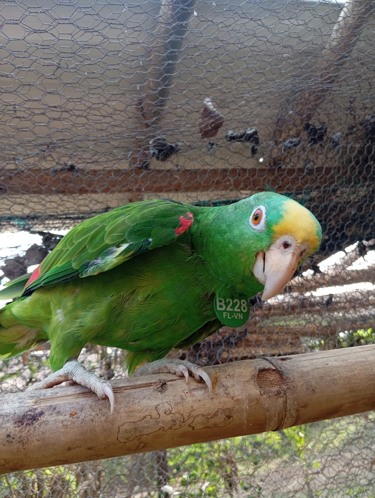 Three Loros Reales into the April Sky · 2