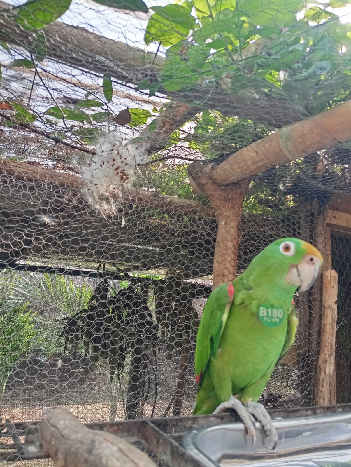 Three Loros Reales into the April Sky · 3