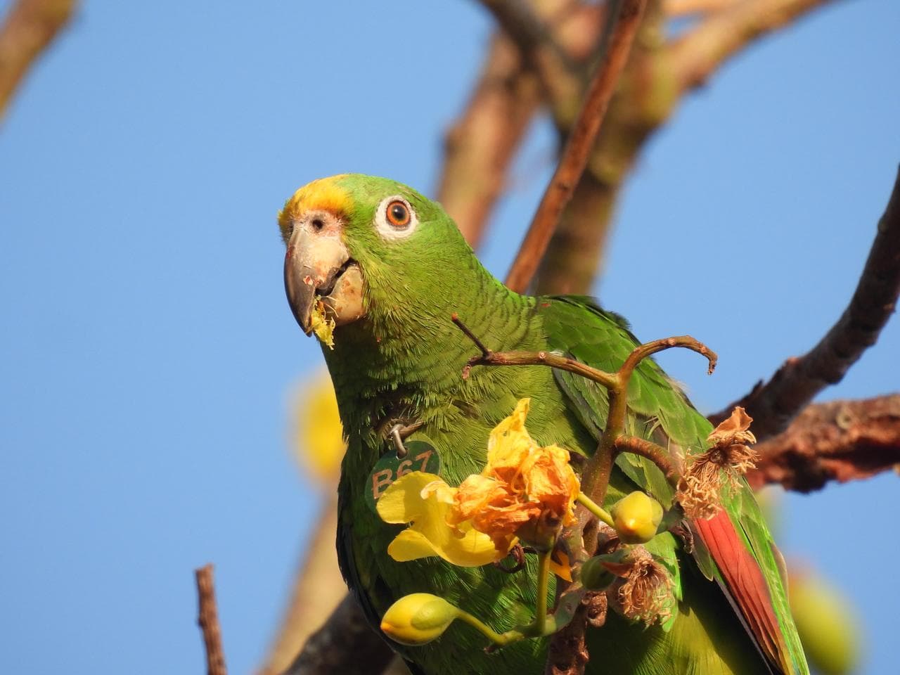 B67 and the Yellow Feast of El Peligro · 2