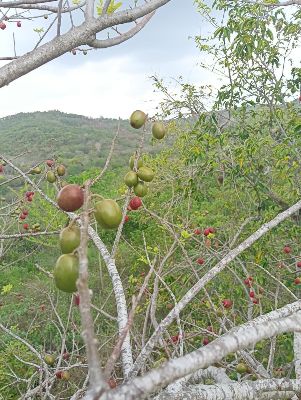Carlos y Alberto, la fruta y el calendario del monte