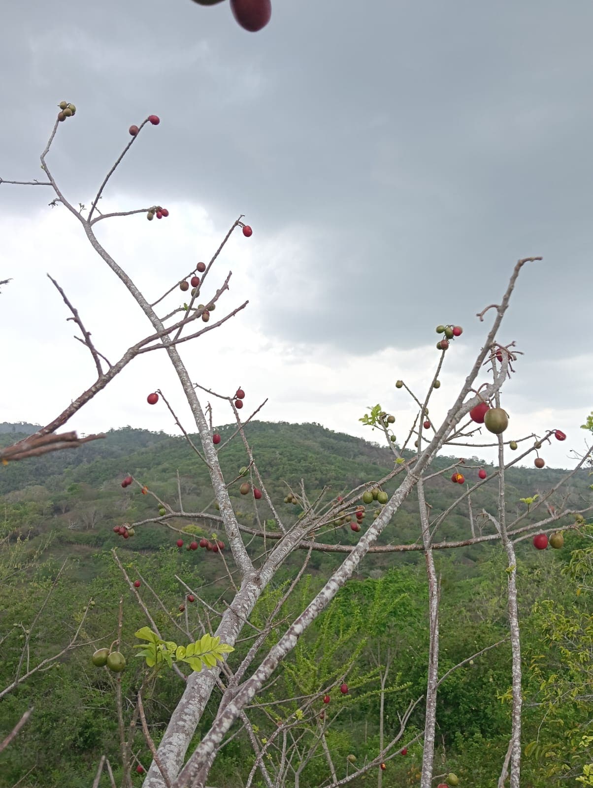 Carlos y Alberto, la fruta y el calendario del monte · 5