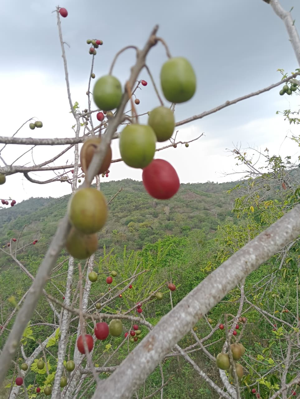 Carlos y Alberto, la fruta y el calendario del monte · 6