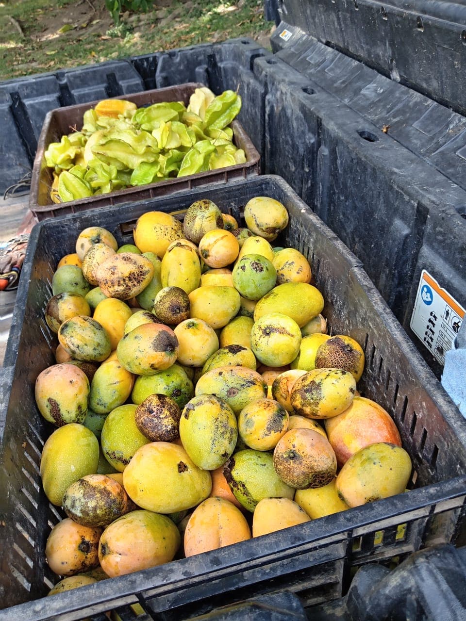 Carlos y Alberto, la fruta y el calendario del monte · 7