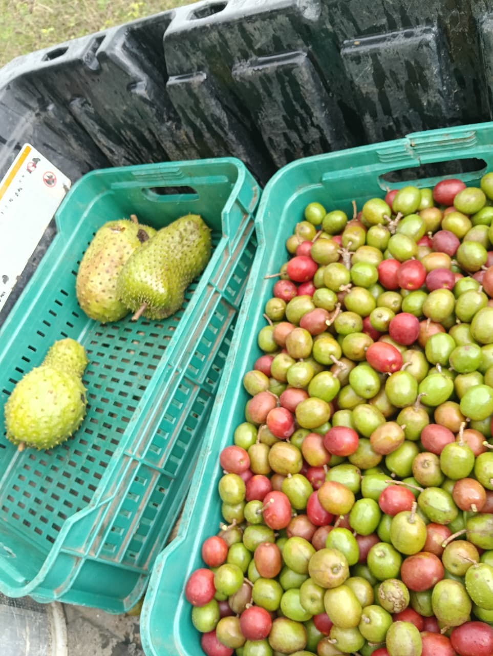 Carlos y Alberto, la fruta y el calendario del monte · 8
