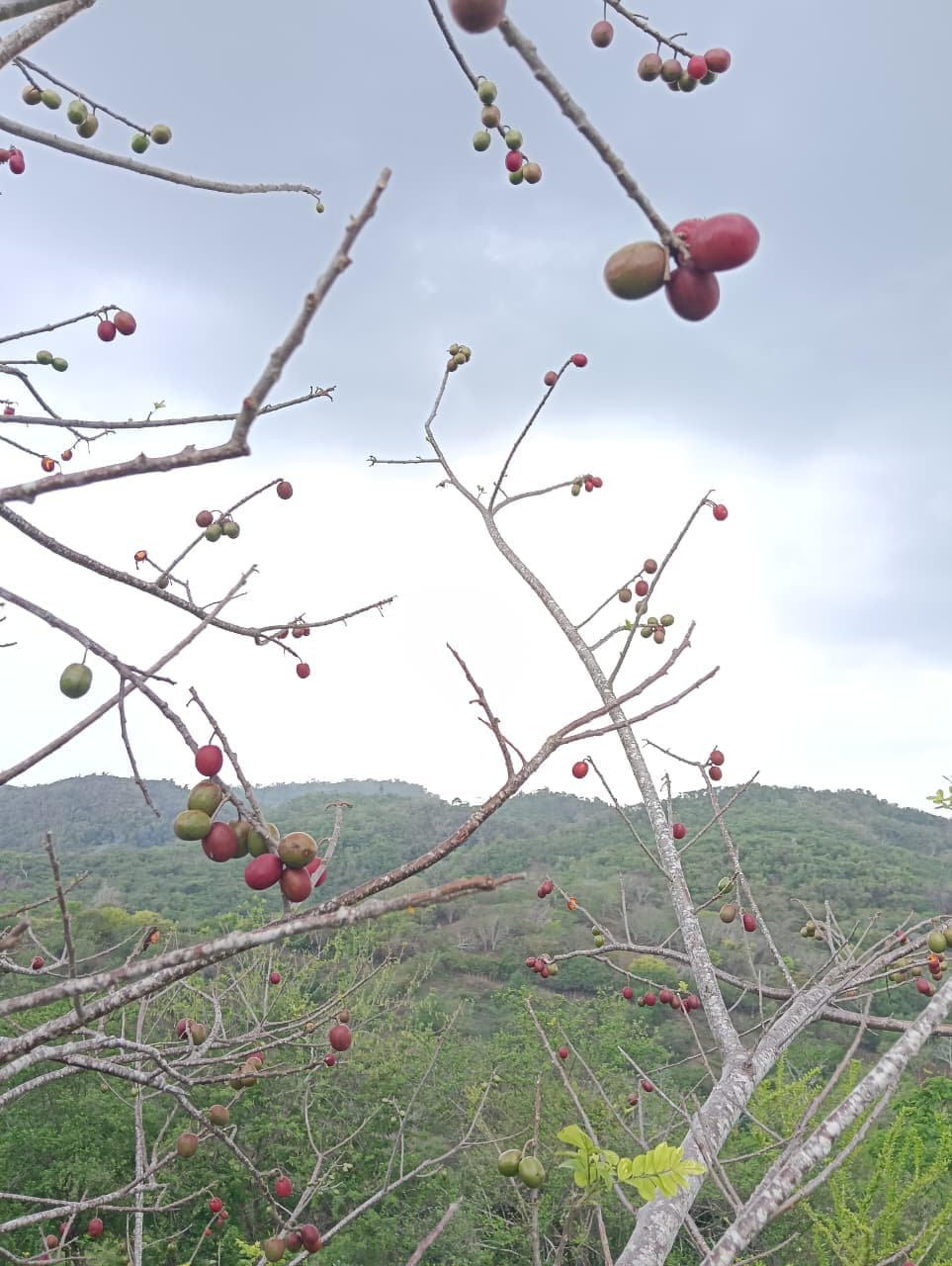 Carlos y Alberto, la fruta y el calendario del monte · 9