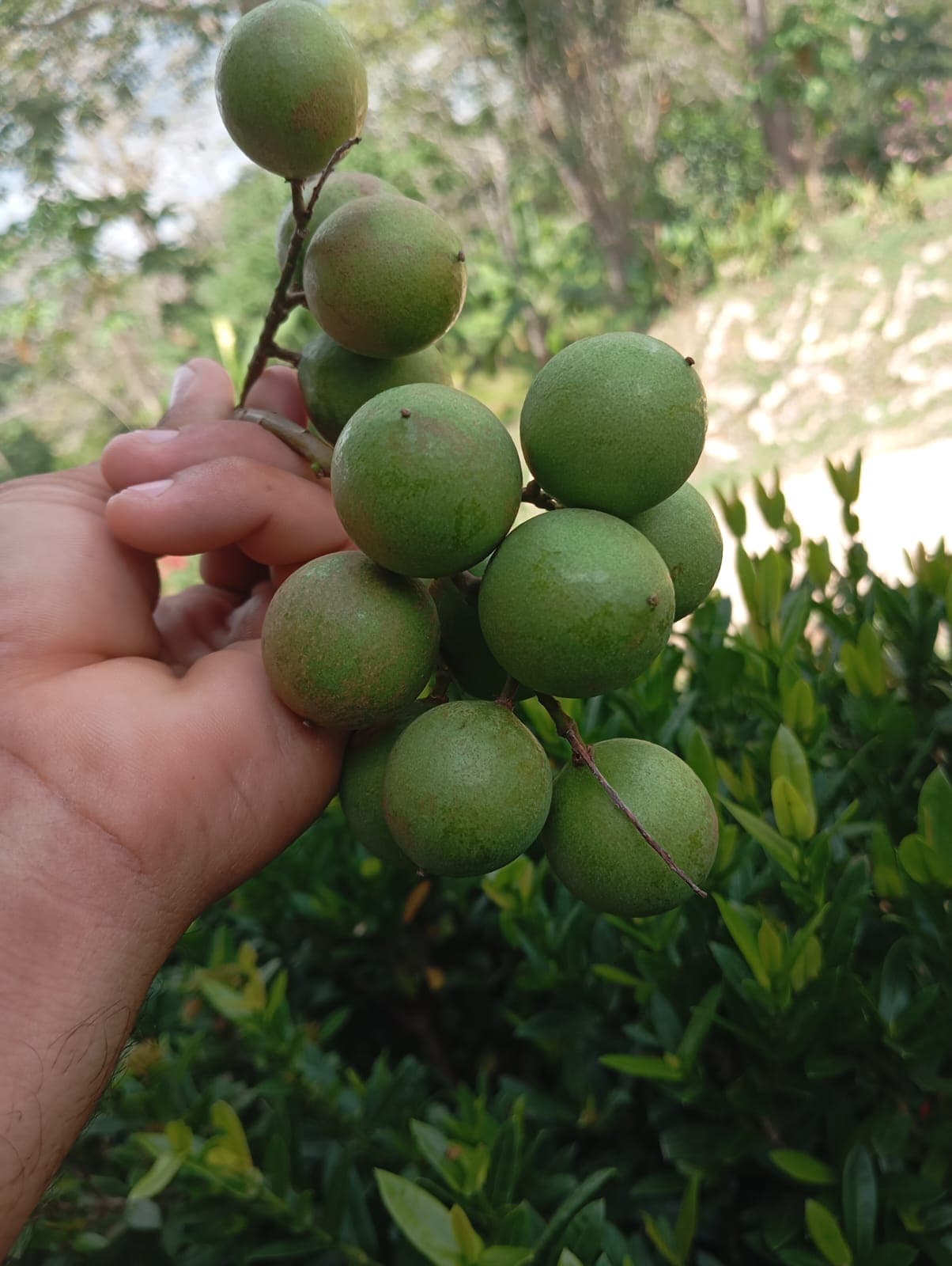 El loro entre el mango y el mamoncillo · 21