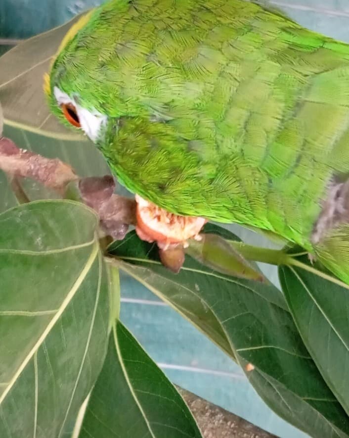 El loro entre el mango y el mamoncillo · 46