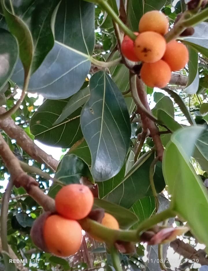 El loro entre el mango y el mamoncillo · 52