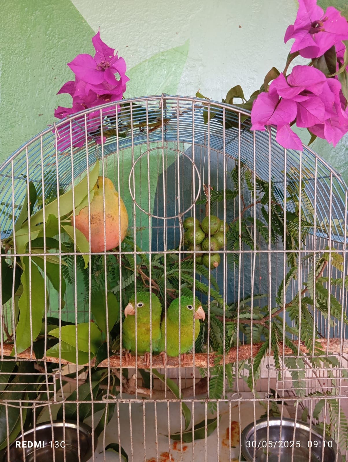 Fruits, Flowers, and a New Enclosure at the Reserve · 11