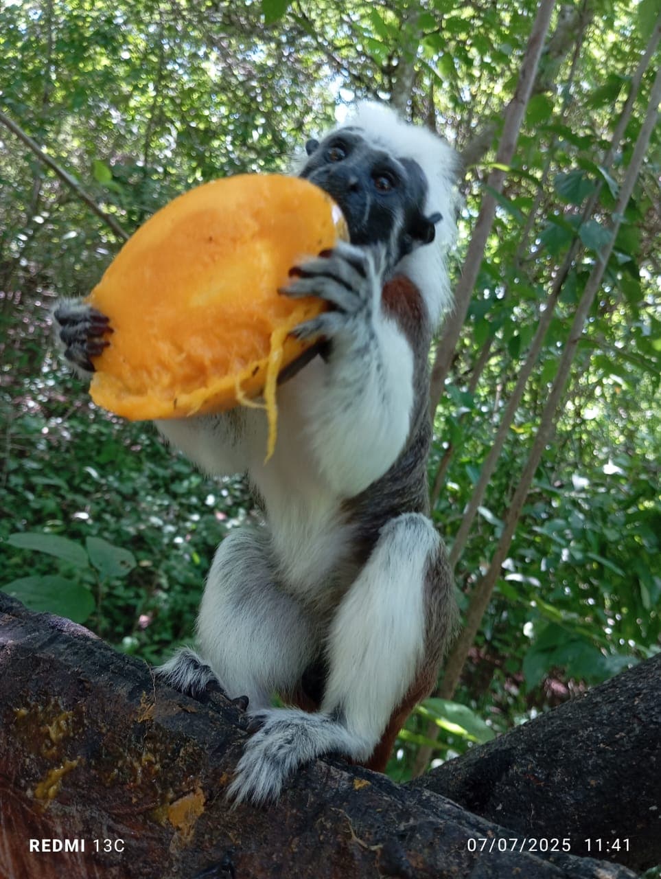 Fruits, Flowers, and a New Enclosure at the Reserve · 13