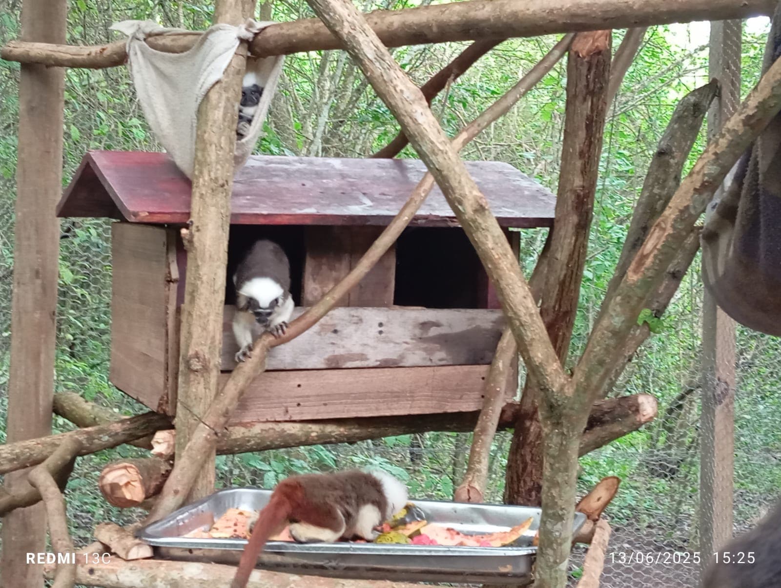 Fruits, Flowers, and a New Enclosure at the Reserve · 15