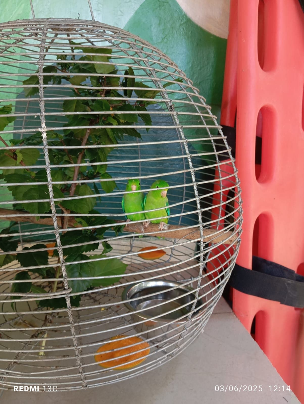 Fruits, Flowers, and a New Enclosure at the Reserve · 7