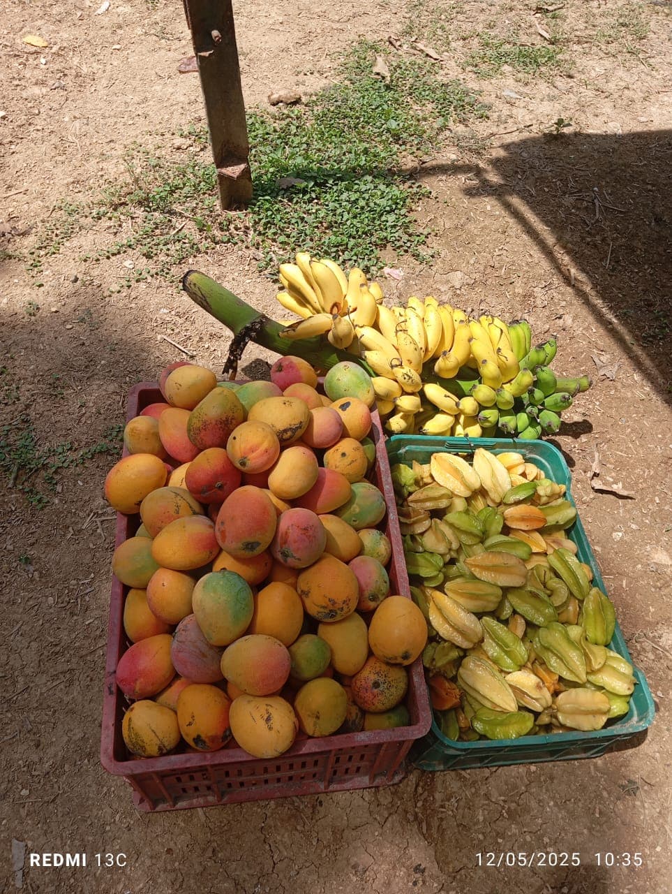 Fruits, Flowers, and a New Enclosure at the Reserve · 9