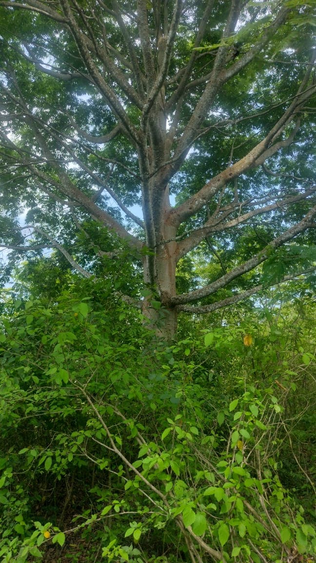 Un árbol solo en el pie de monte