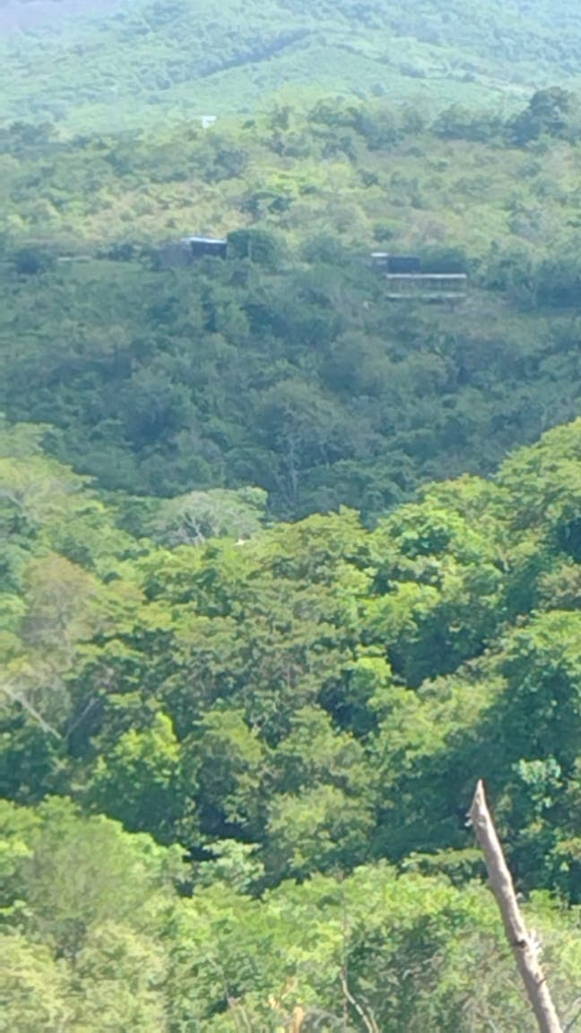 From Above, the Cages and the Wetlands · 2