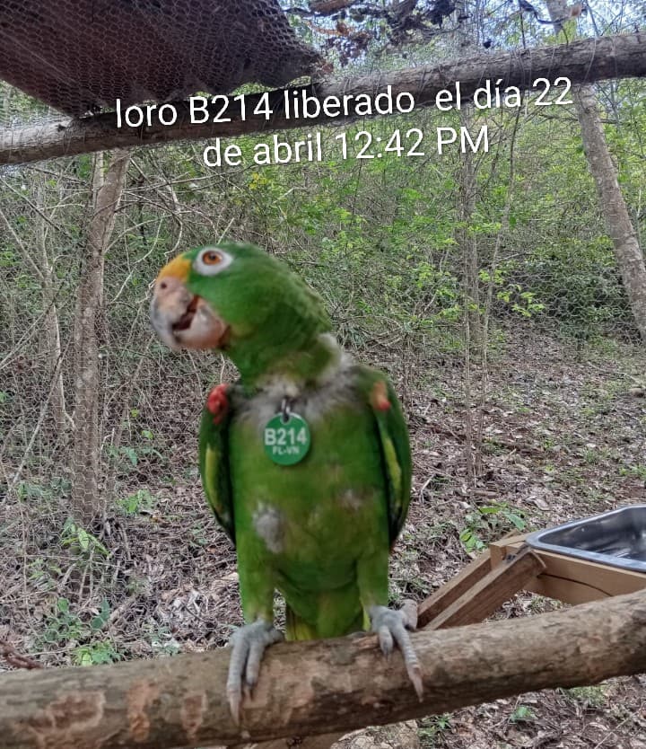 El B214 y su tamarindo