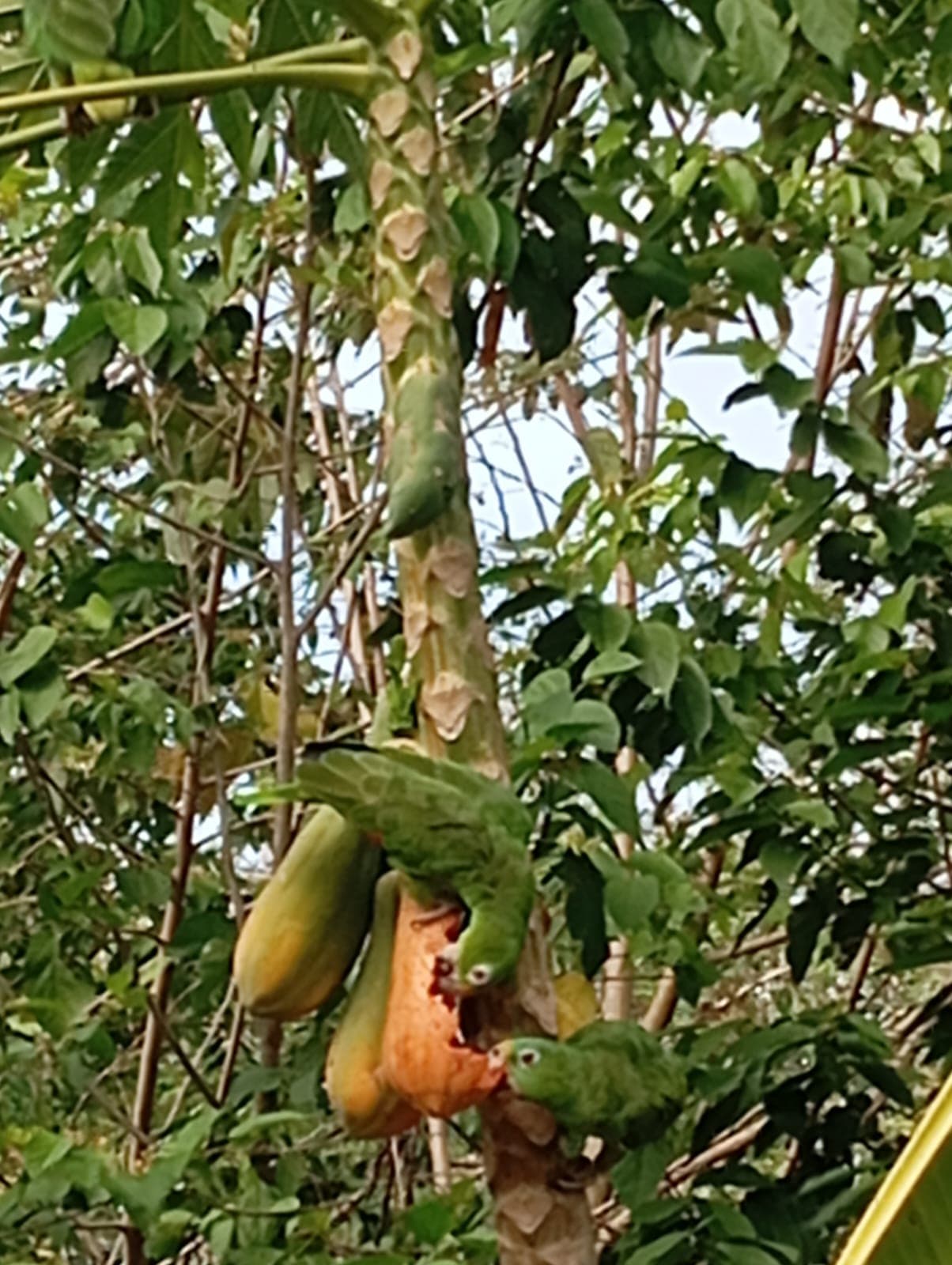 Sombrerito y las papayas maduras del aviario