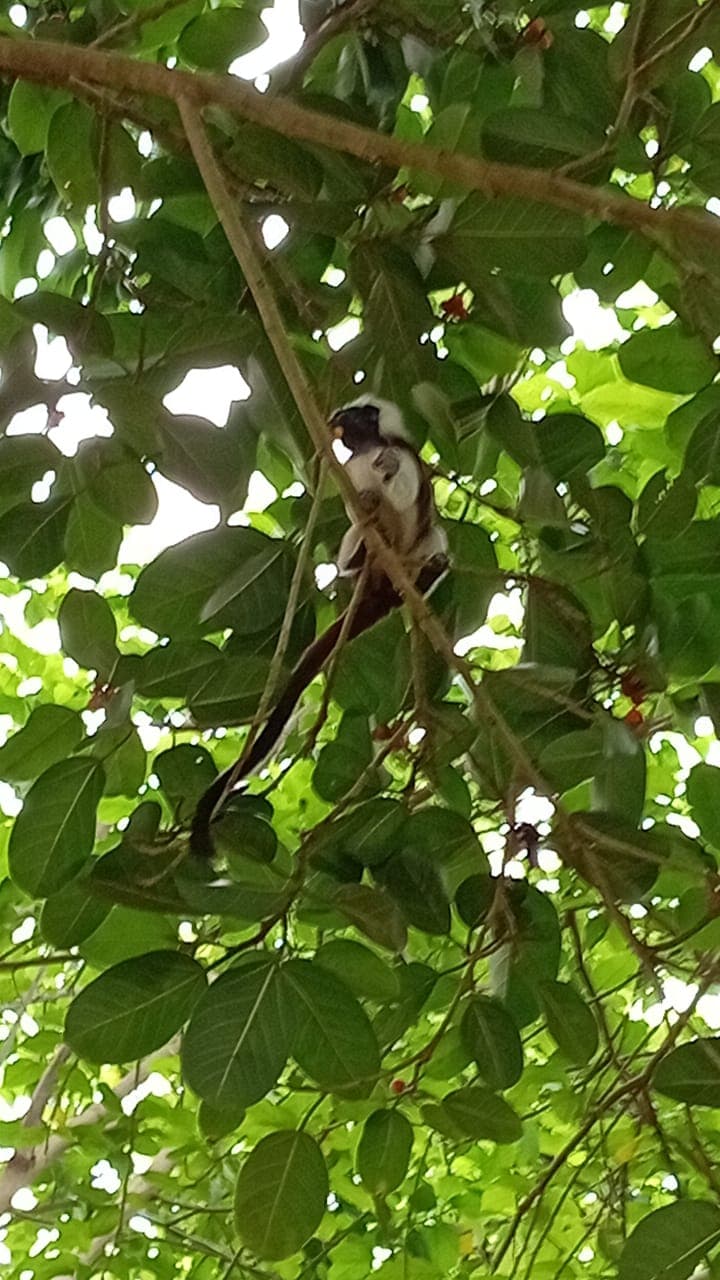 Los titís curiosean en casa ajena