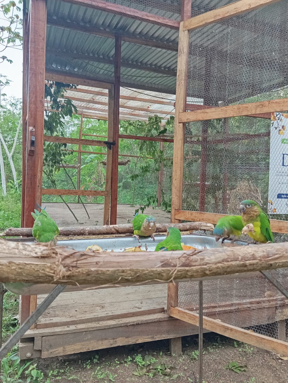 Cuatro carasucias y una mesa puesta afuera