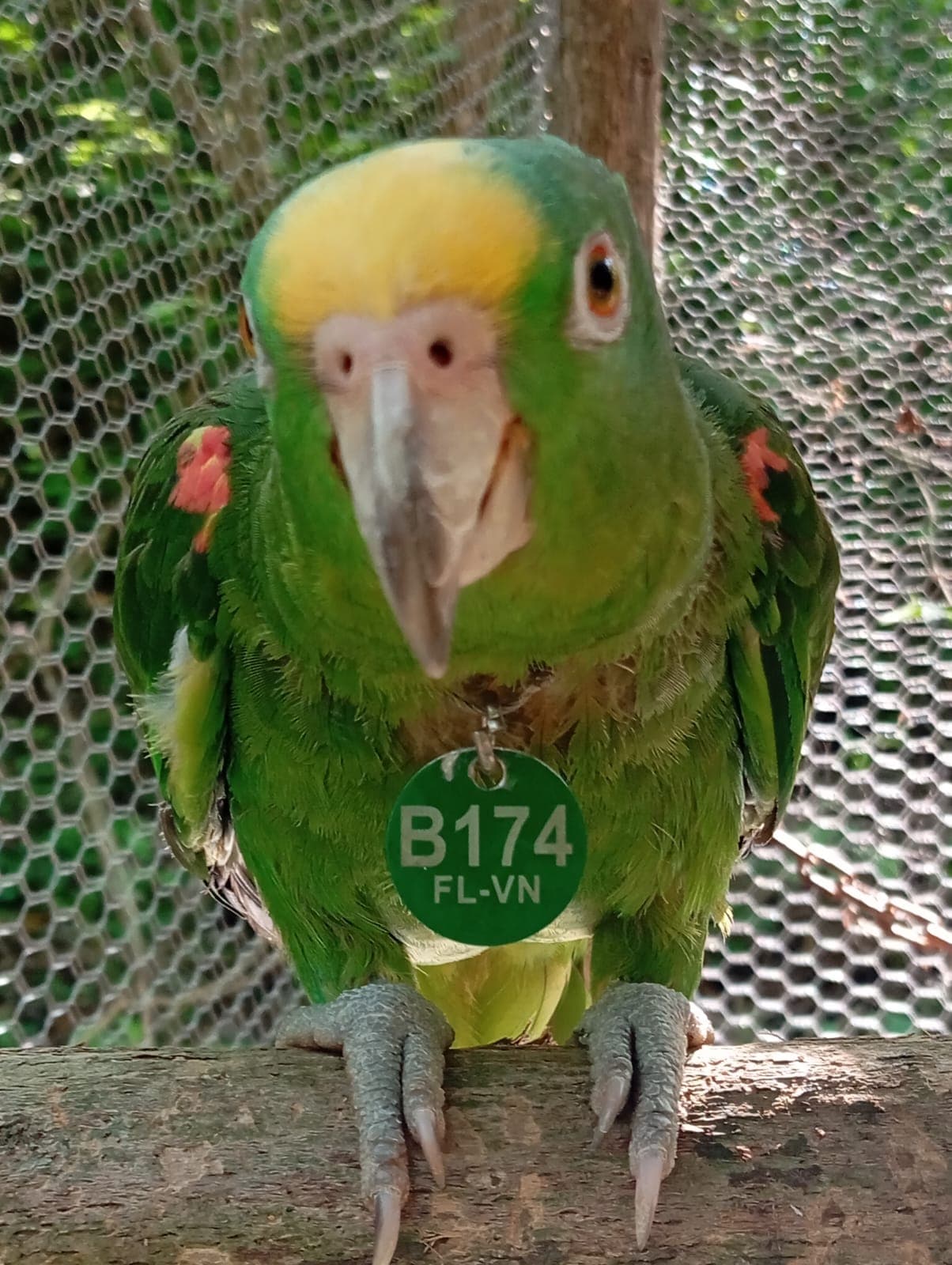 B174 Steps Into the Little Forest on a May Morning · 5
