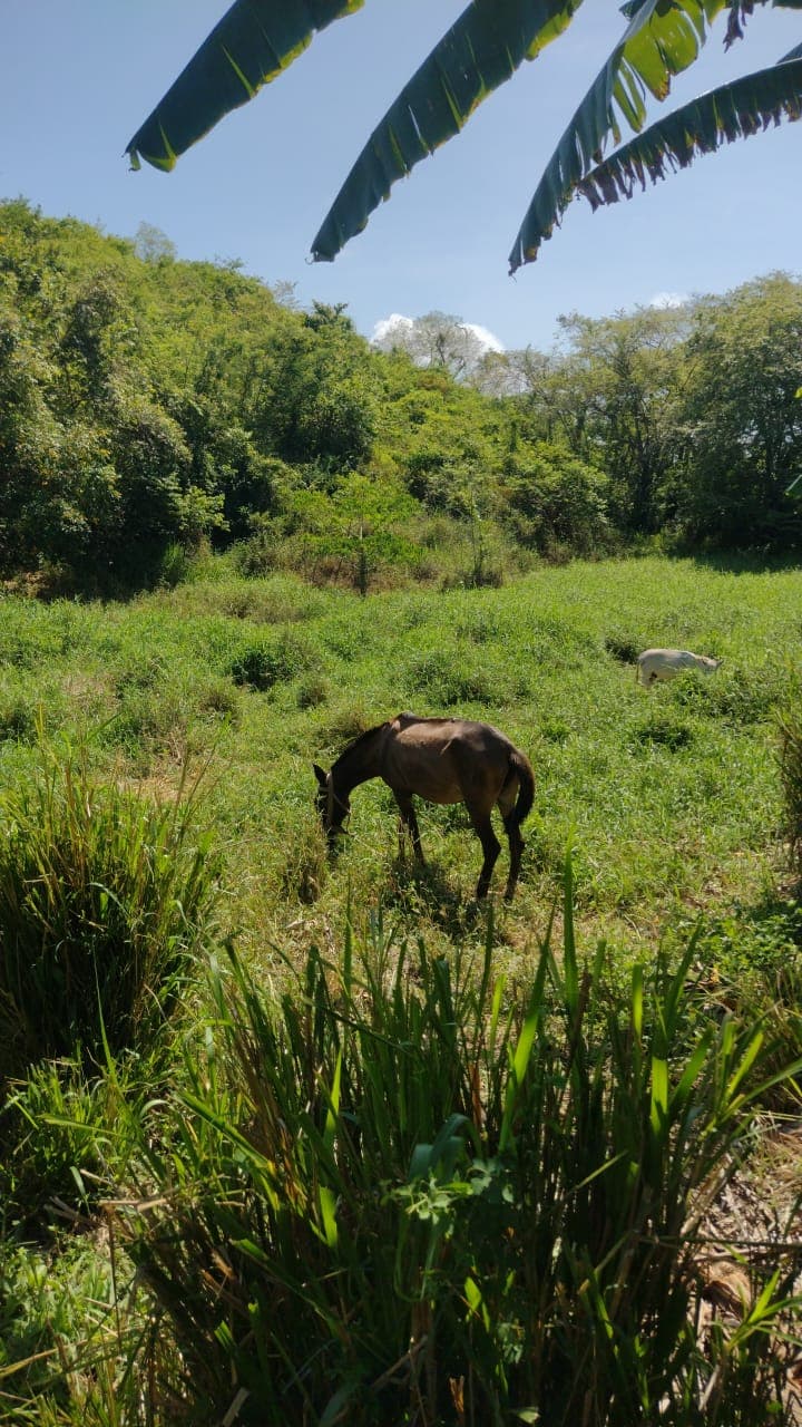 Juancito y el letrero que protege el monte