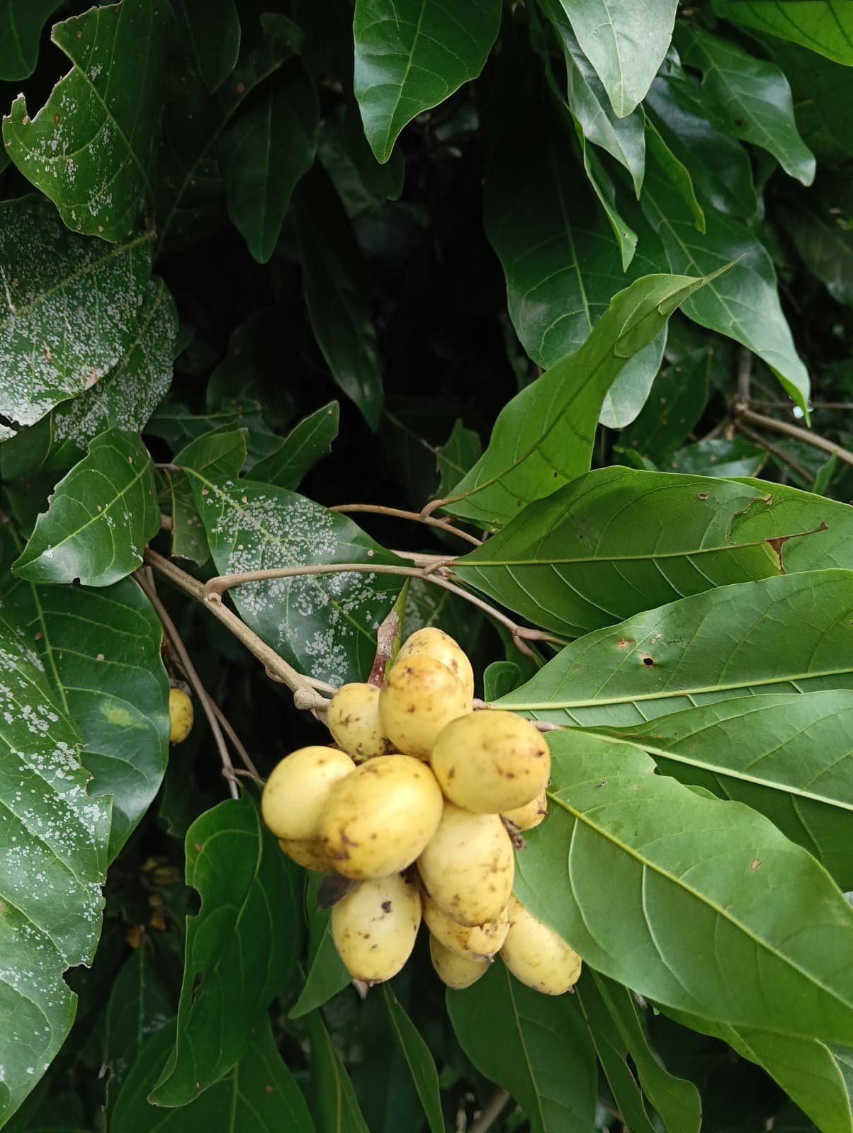 The mamón de mico blooms at the Y de Broche · 4