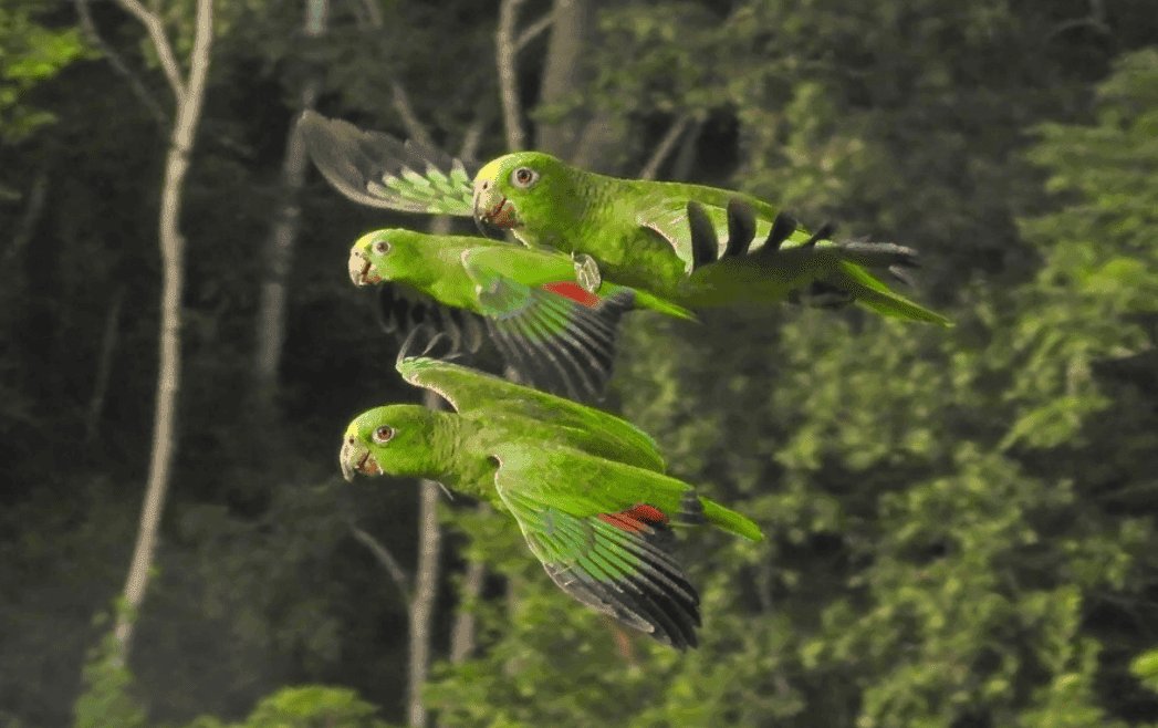 Parrots flying free in the tropical dry forest