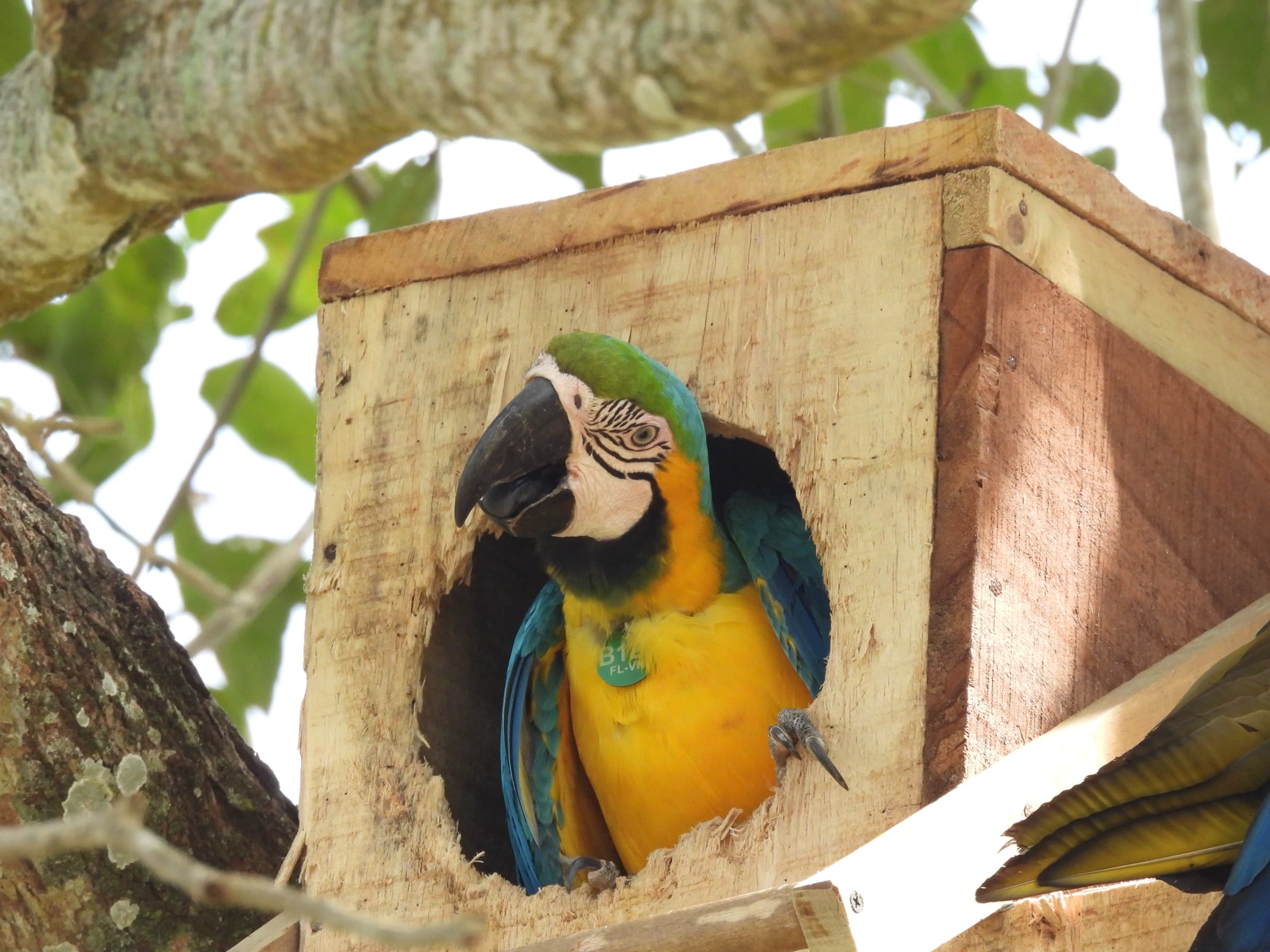 Macaw in a nesting cavity in the tropical dry forest of Villanueva